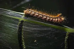 larva