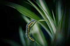 larva