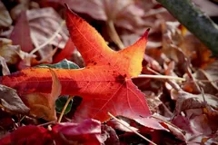 leaf