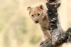 lion