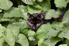 lurk