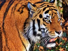 majestic