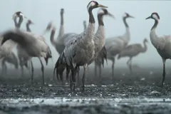marsh