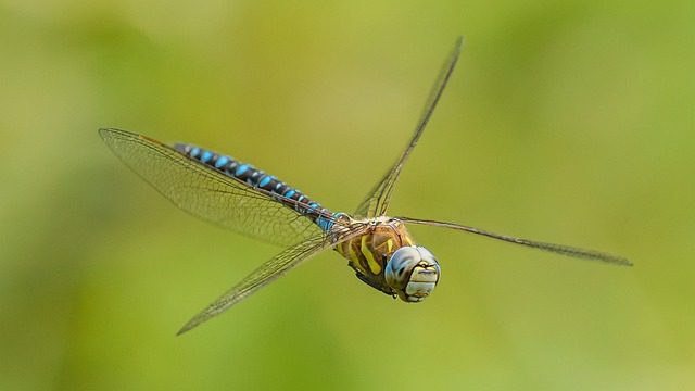 migrant
