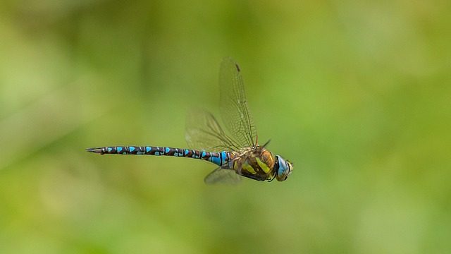 migrant