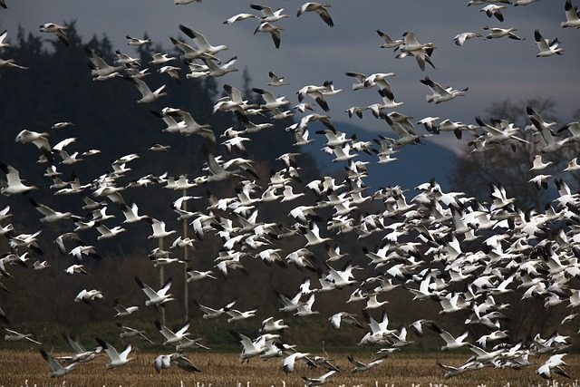 migrate