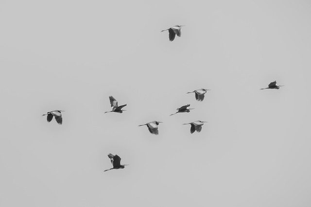 migrate
