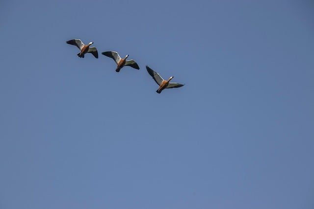 migration