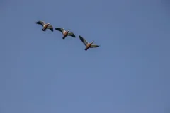 migration