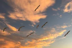 migration