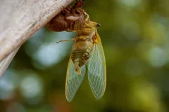 molt