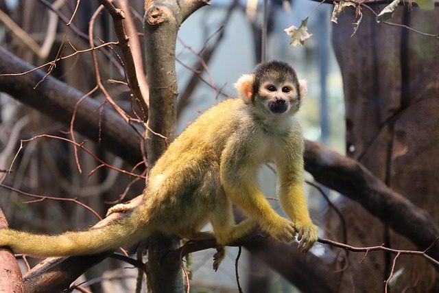 monkey