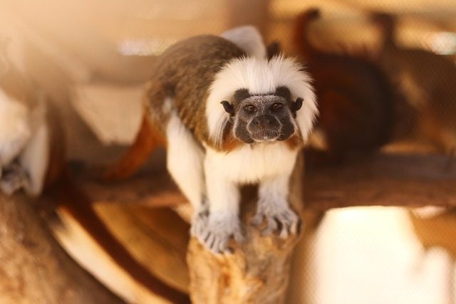 monkey