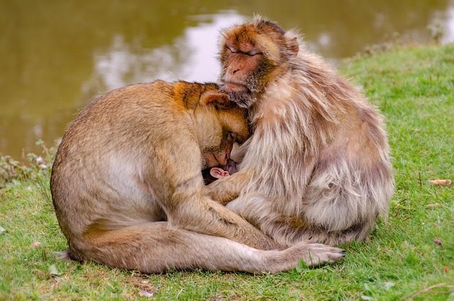monkey