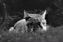 nap