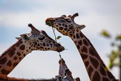 neck