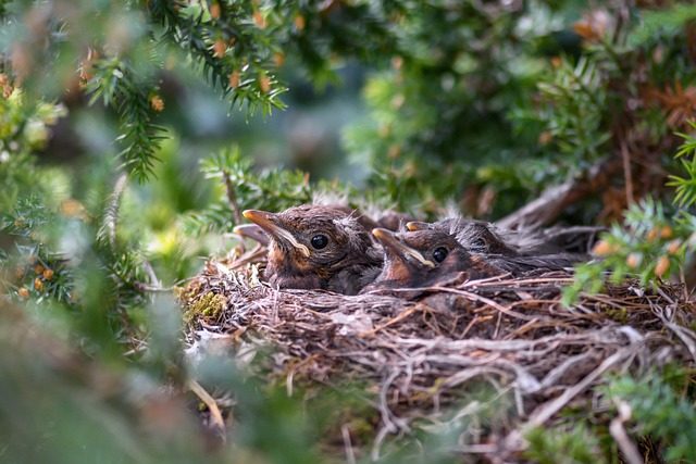 nest
