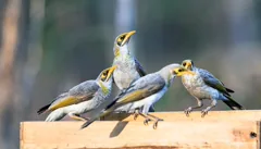 noisy