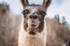 nose