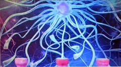 nucleus