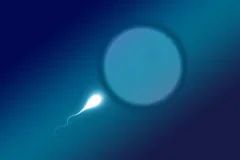 nucleus