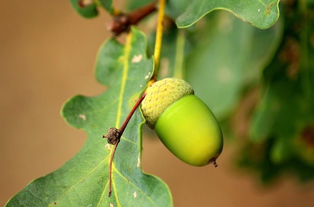 oak