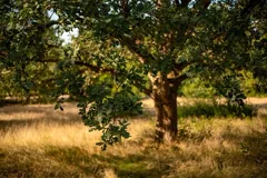 oak