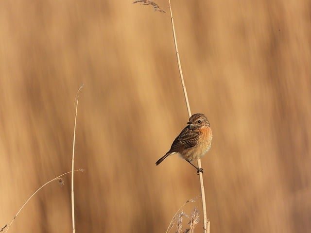 observation