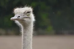 ostrich