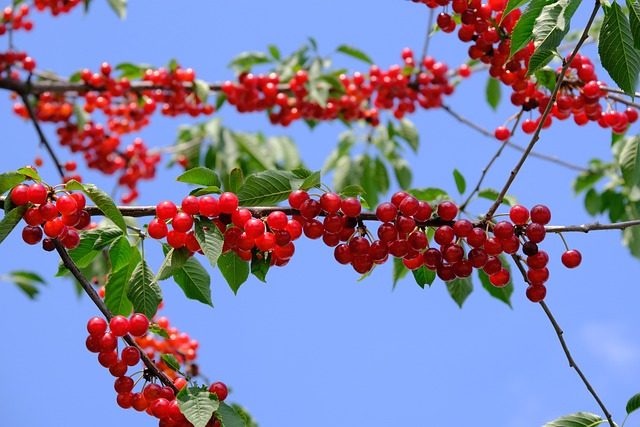 overcrowd