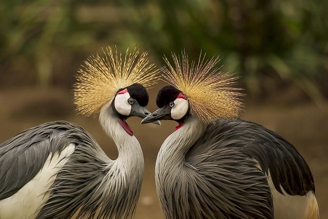 pair