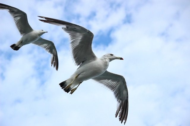 pair