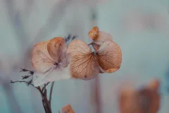 pale