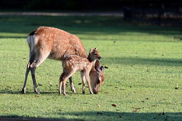parent