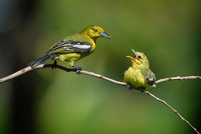 parental