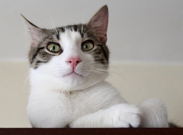 pat