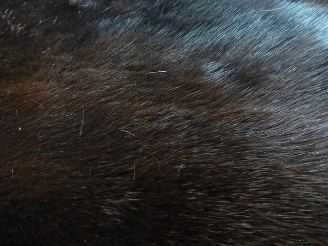 pelt