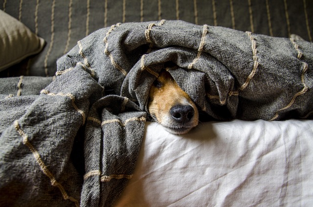 pet