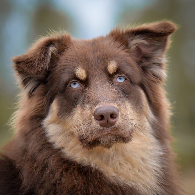 pet