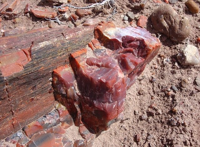 petrified