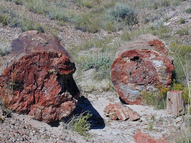 petrified