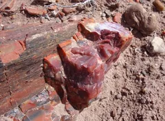 petrified