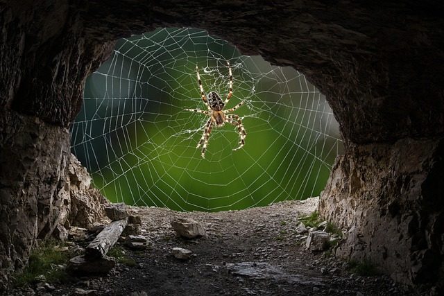 phobia