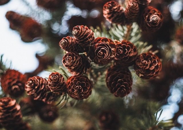 pine