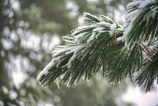 pine