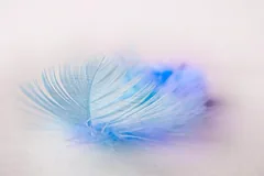 plume