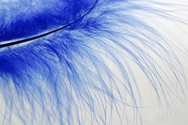 plume