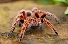 poisonous