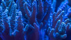 polyp