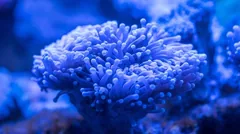 polyp